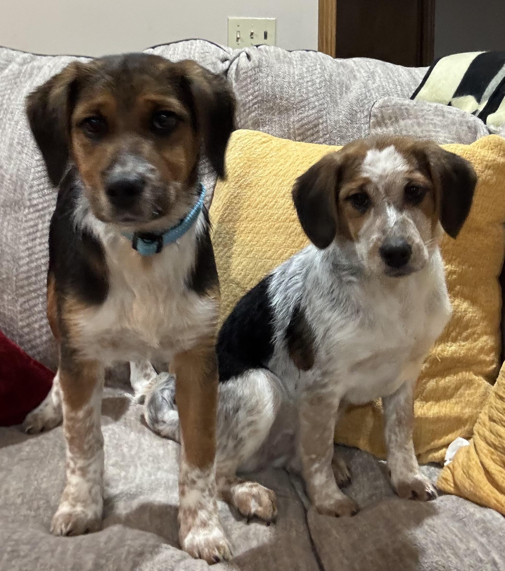 Enlarge Ryder , a ADOPTABLE mixed breed in North Freedom, WI image 2/3