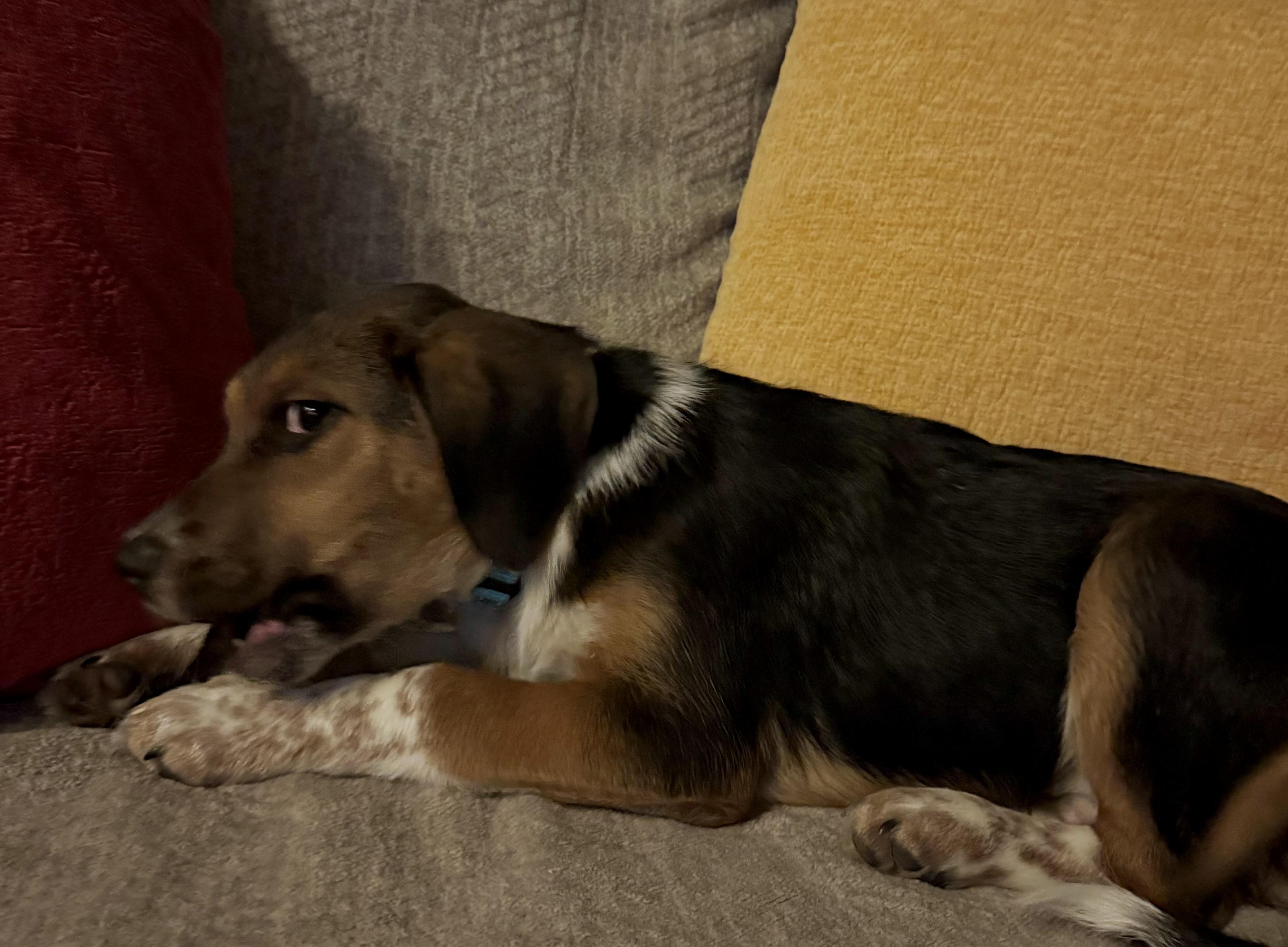 Enlarge Ryder , a ADOPTABLE mixed breed in North Freedom, WI image 3/3