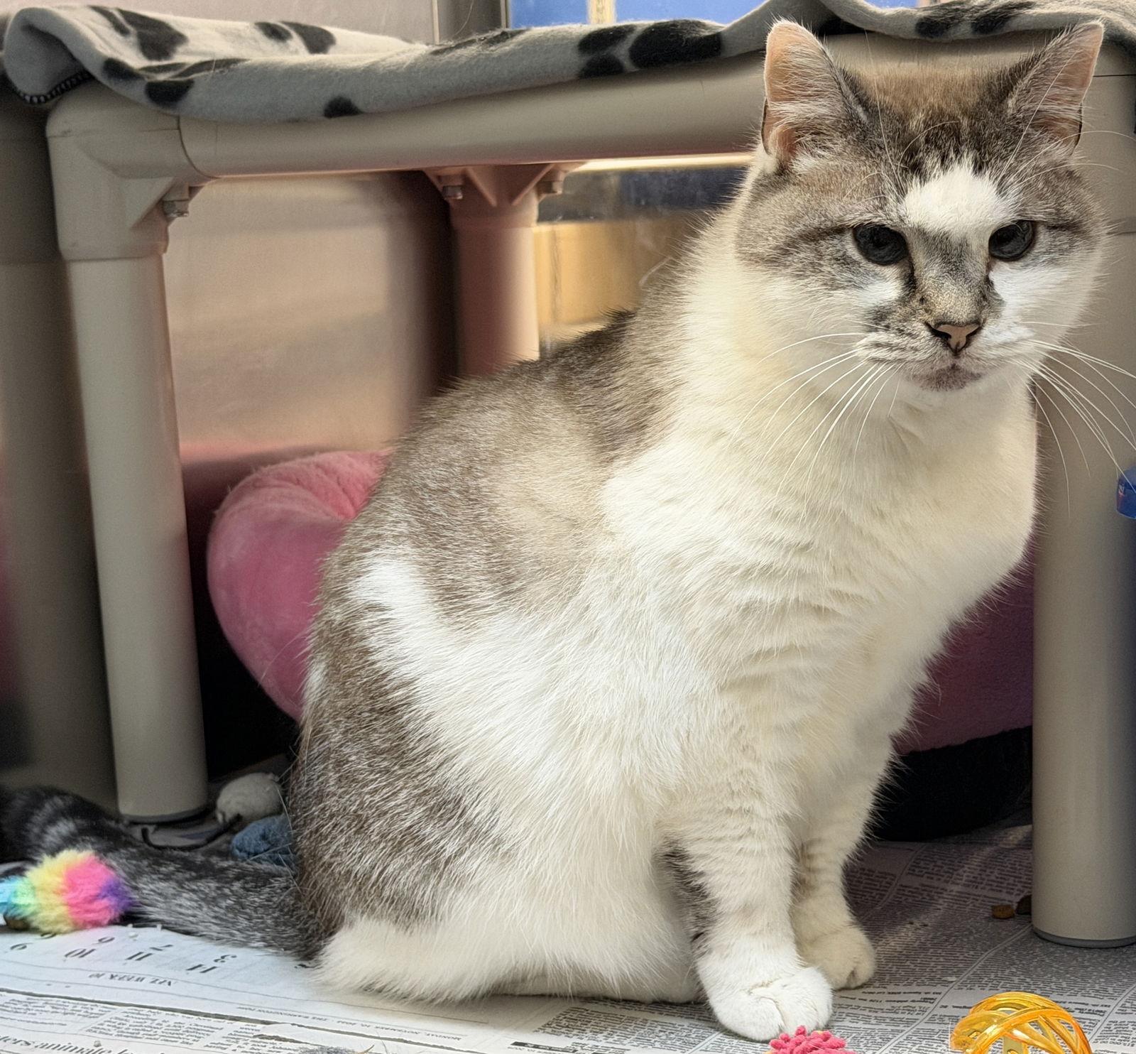 Enlarge Sandy, a Adopted mixed breed in Herndon, VA image 2/3