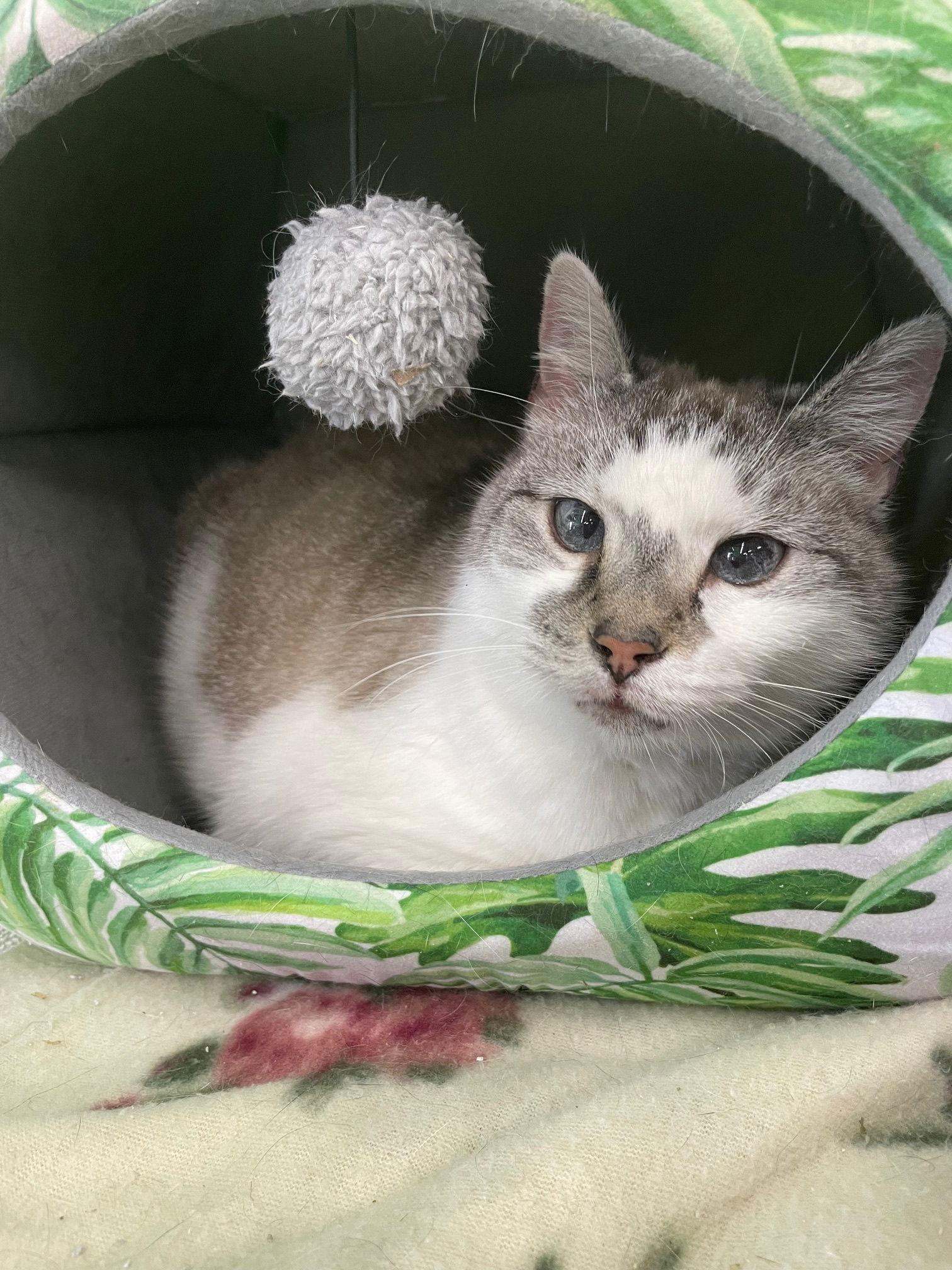 Enlarge Sandy, a Adopted mixed breed in Herndon, VA image 3/3