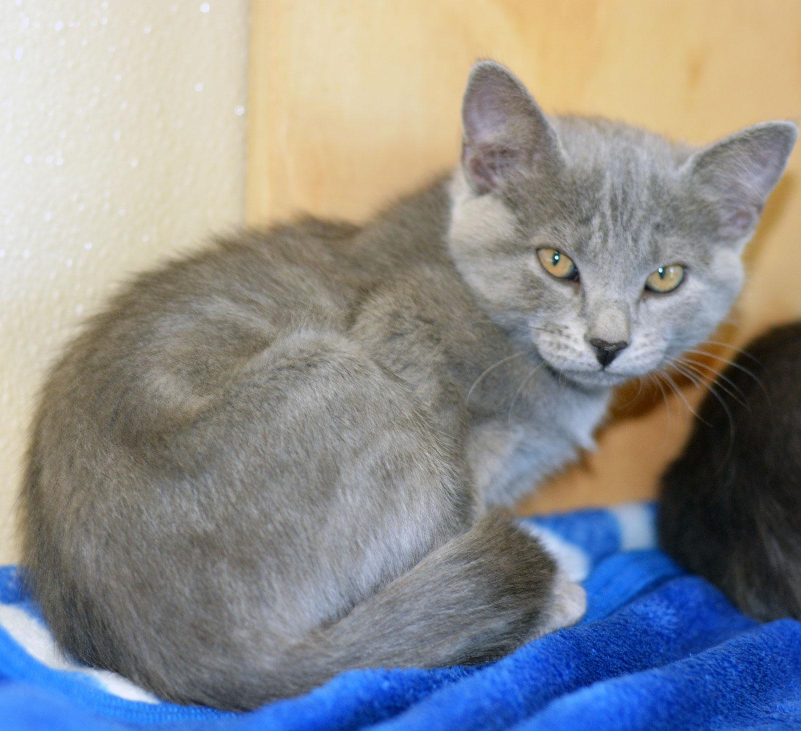 EDELWEISS - MY ADOPTION FEE IS HALF PRICE IN JUNE, adopted, Kitten Female Domestic Short Hair.