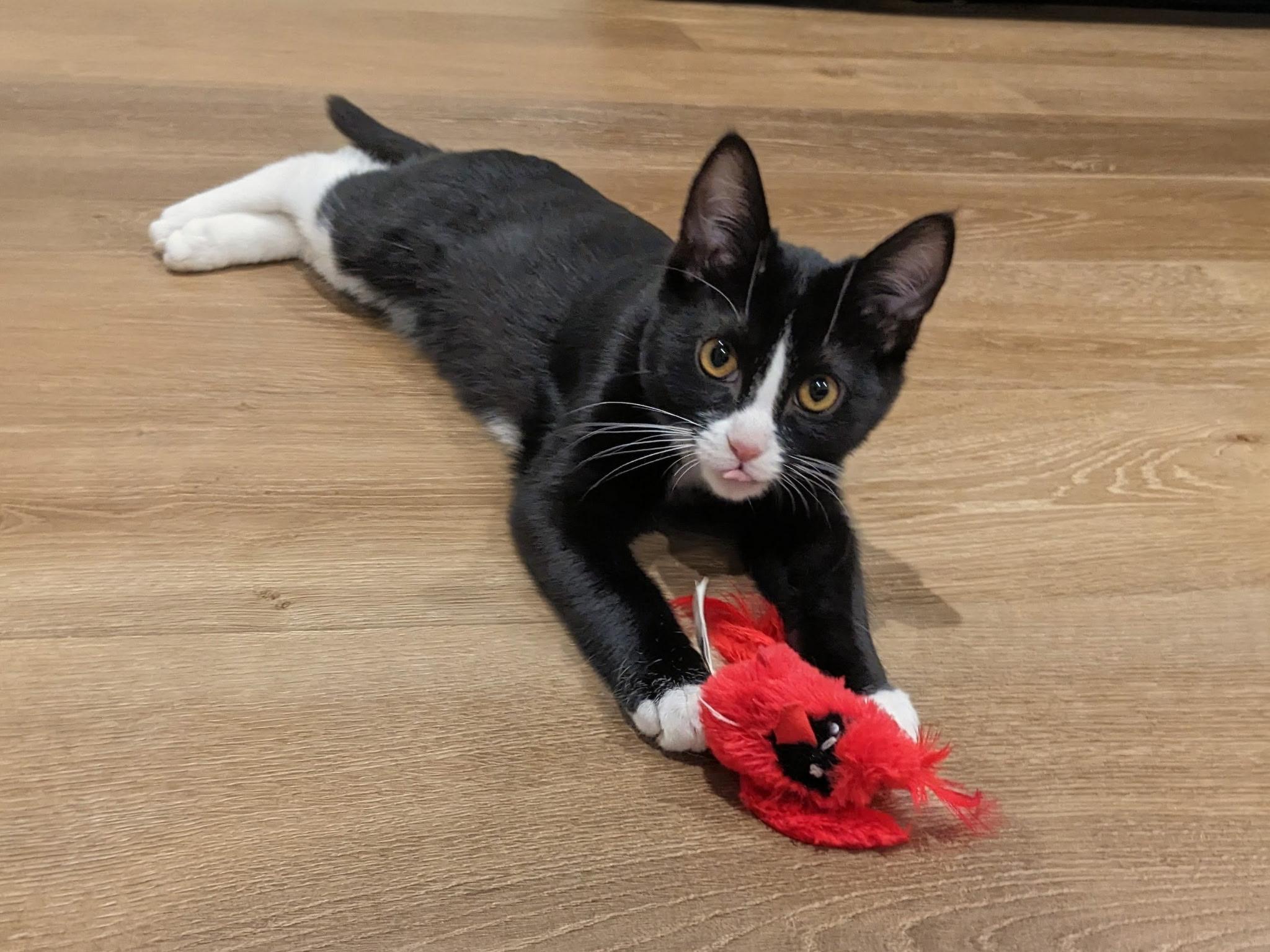 Berry, adopted, Young Male Domestic Short Hair.