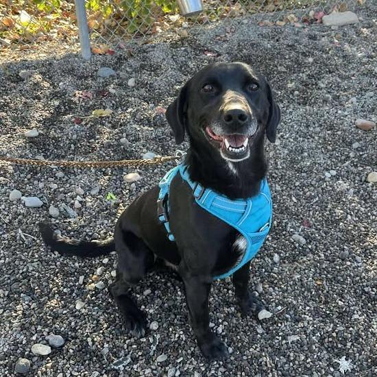 Raz, Adoptable, Adult Male Black Labrador Retriever & Mixed Breed.