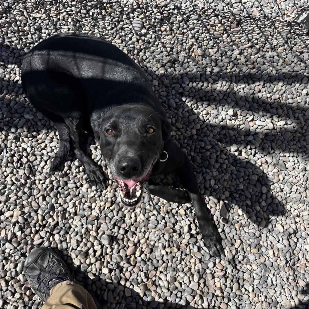 Enlarge Raz, a Adoptable mixed breed in Rexburg, ID image 2/3