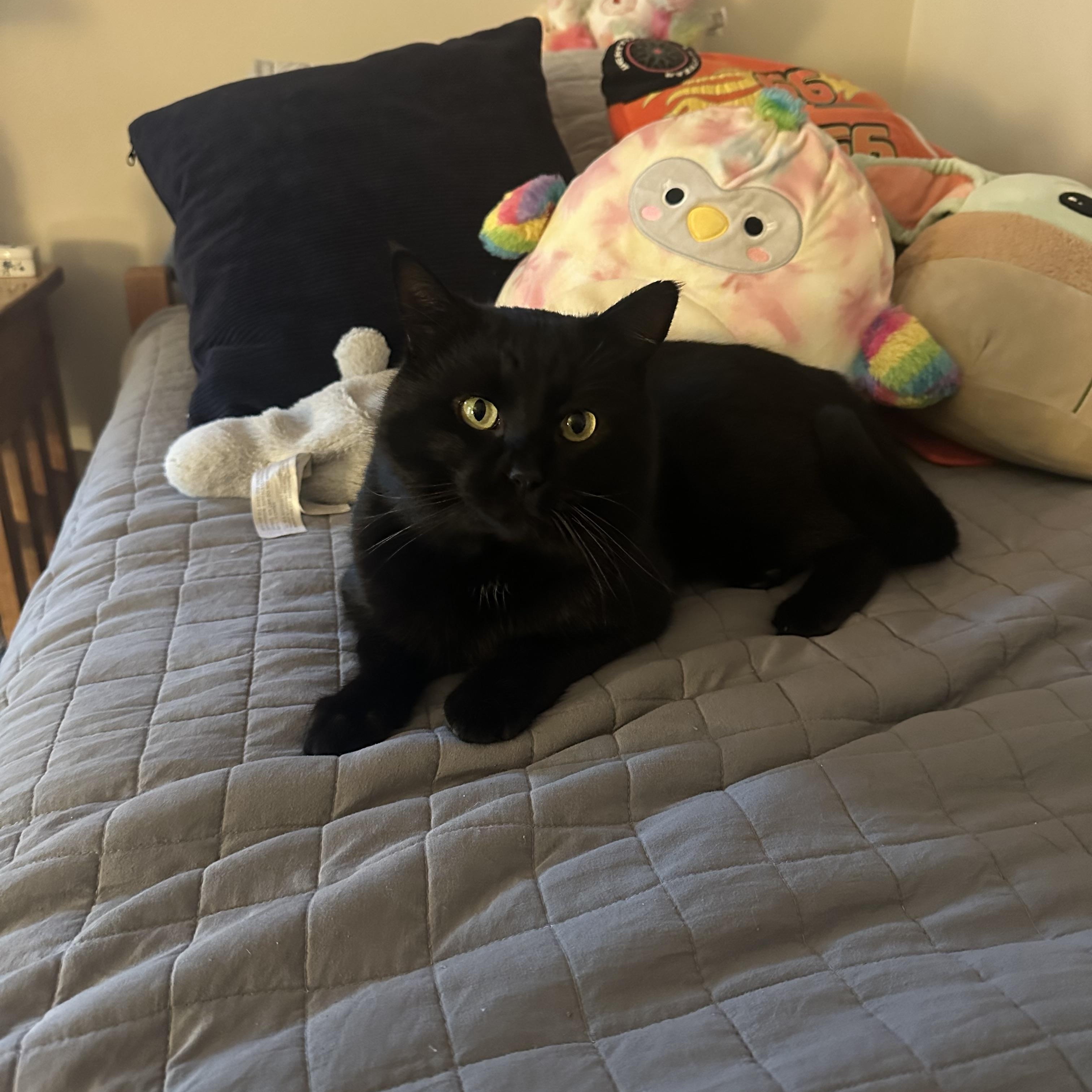 Enlarge Binx, a ADOPTABLE Domestic Short Hair in Greensboro, NC image 6/6