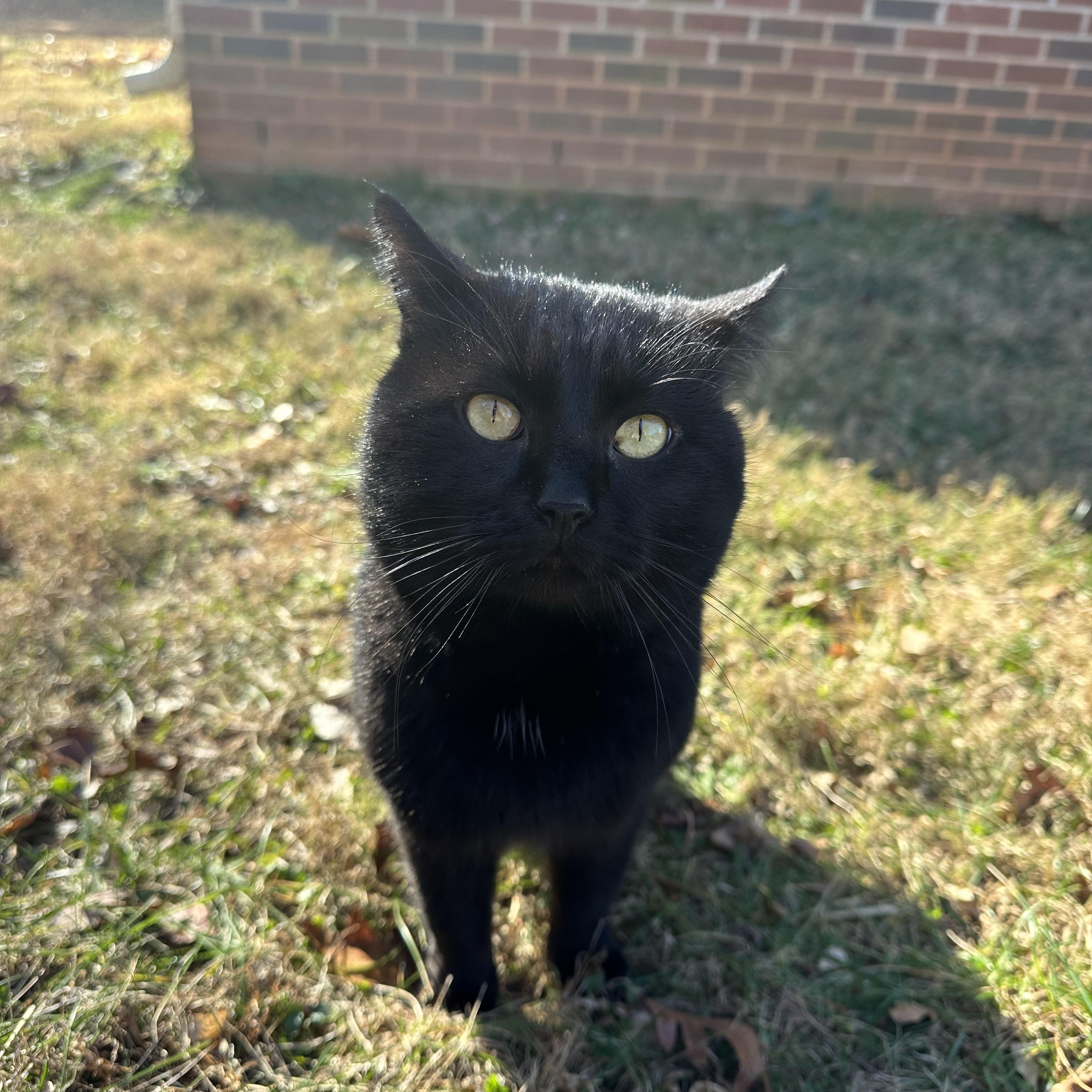 Enlarge Binx, a ADOPTABLE Domestic Short Hair in Greensboro, NC image 2/6
