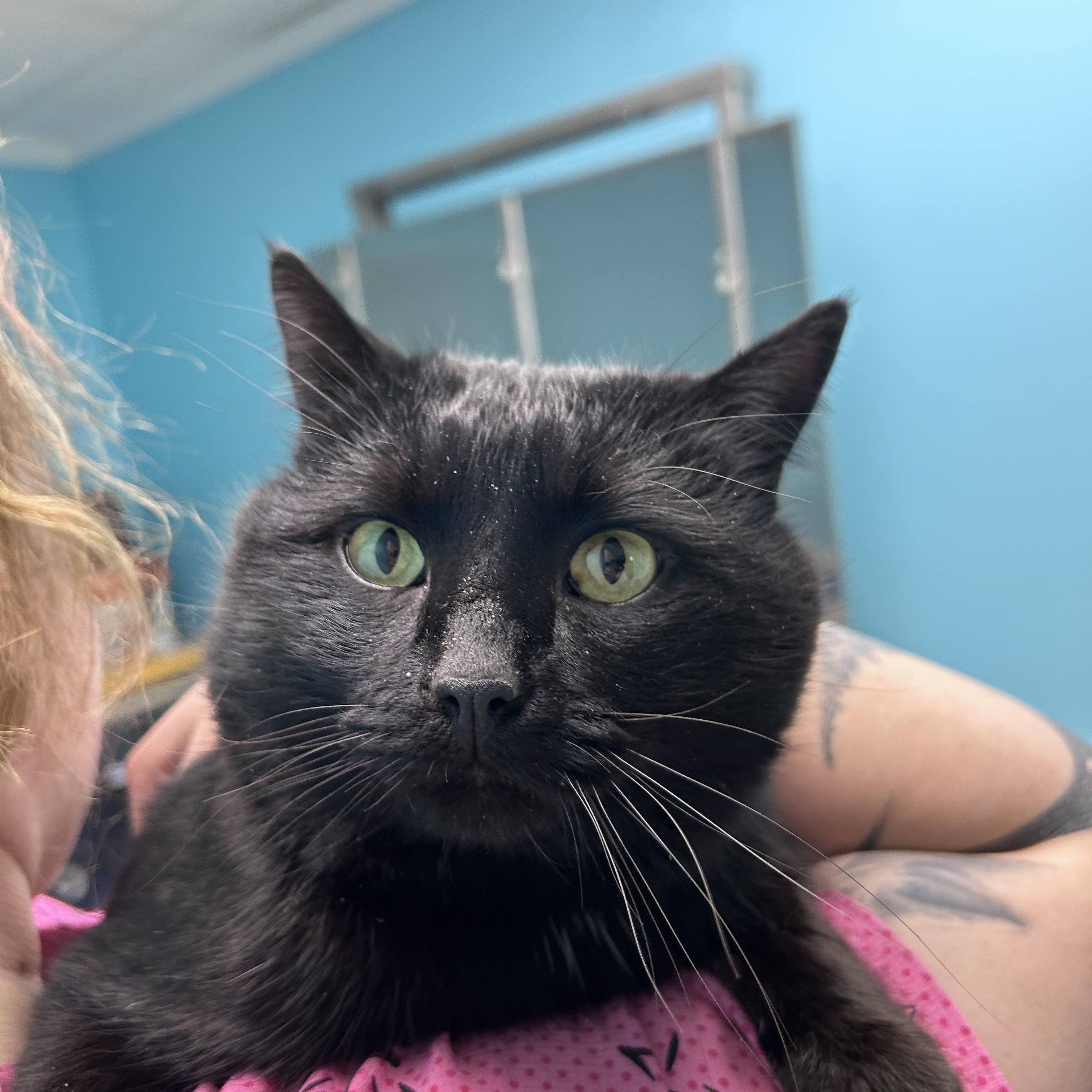 Enlarge Binx, a ADOPTABLE Domestic Short Hair in Greensboro, NC image 3/6