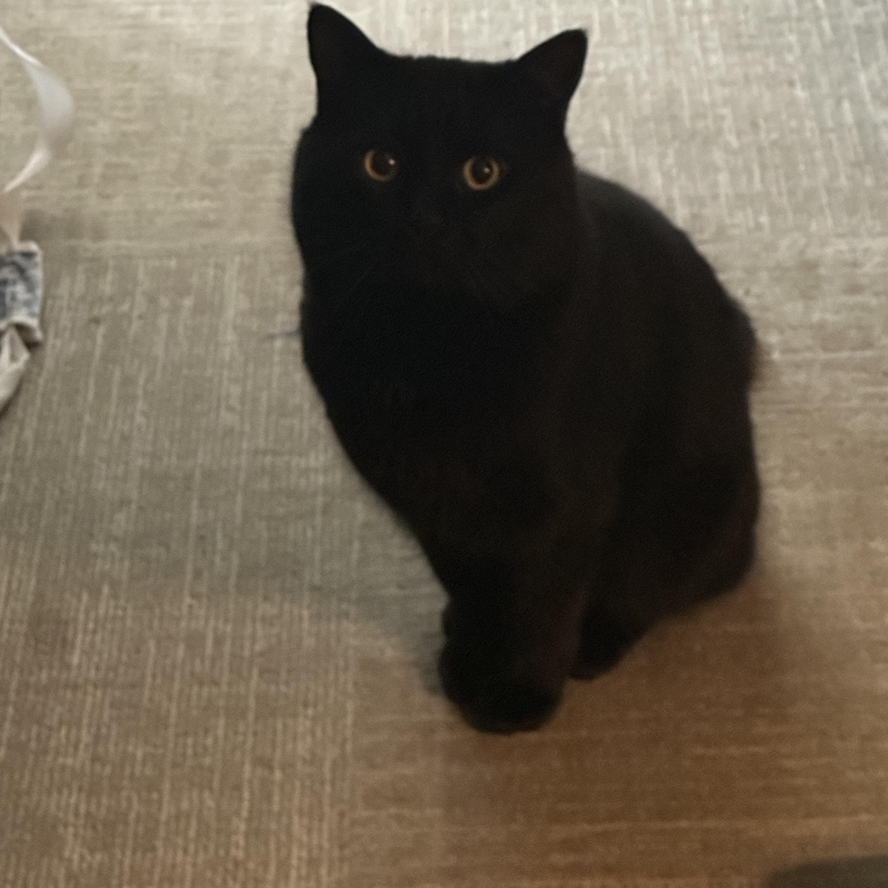 Enlarge Binx, a ADOPTABLE Domestic Short Hair in Greensboro, NC image 4/6