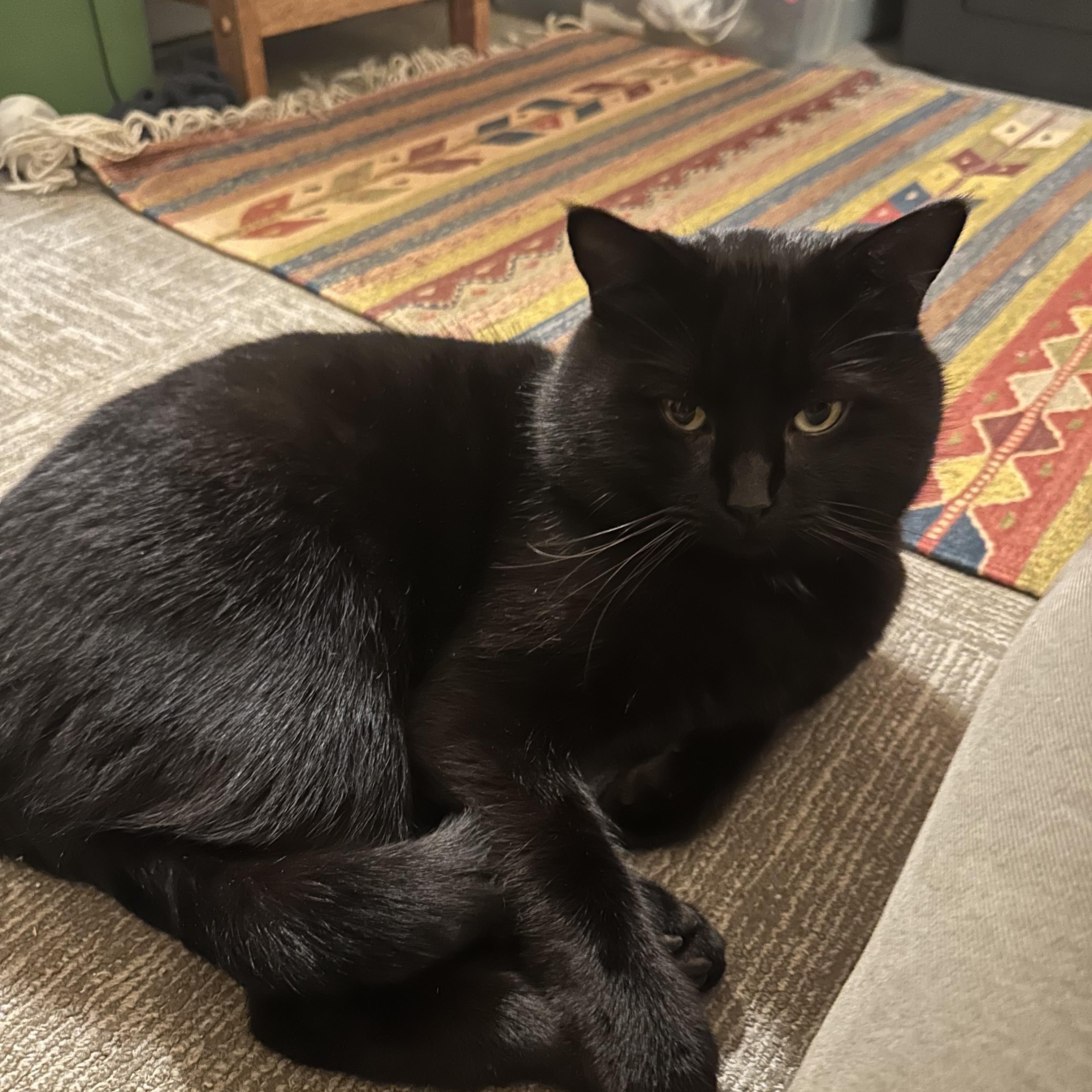 Enlarge Binx, a ADOPTABLE Domestic Short Hair in Greensboro, NC image 5/6