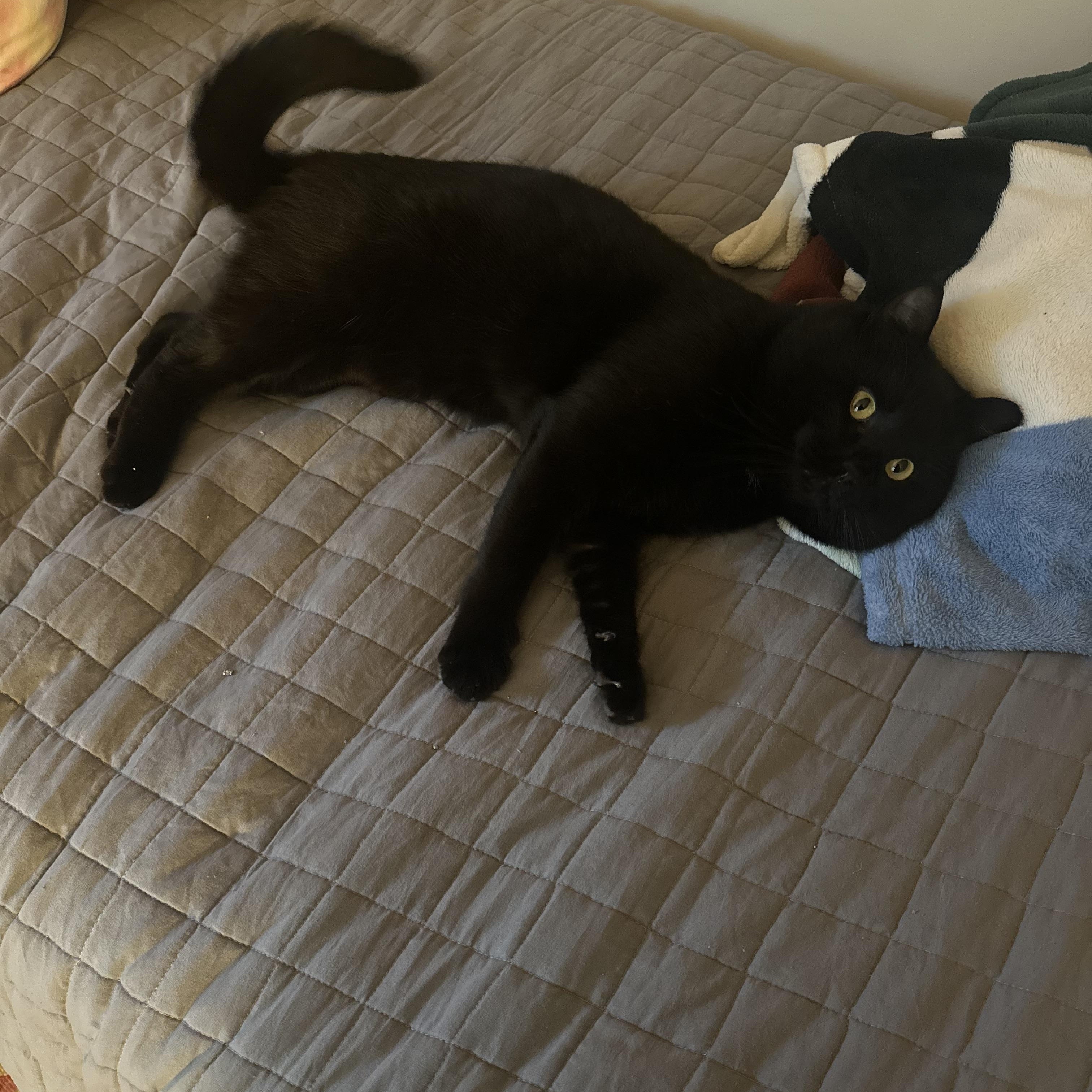 Enlarge Binx, a ADOPTABLE Domestic Short Hair in Greensboro, NC image 1/6