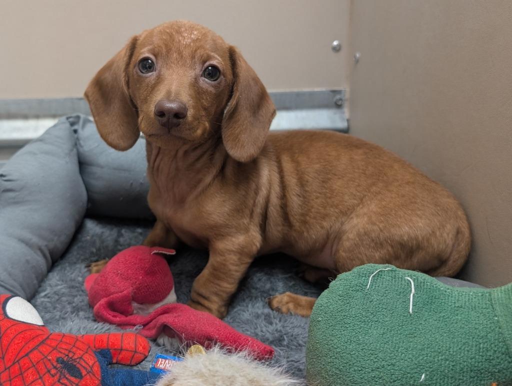 Enlarge Tuff, a Adopted Dachshund in Havre, MT image 1/1