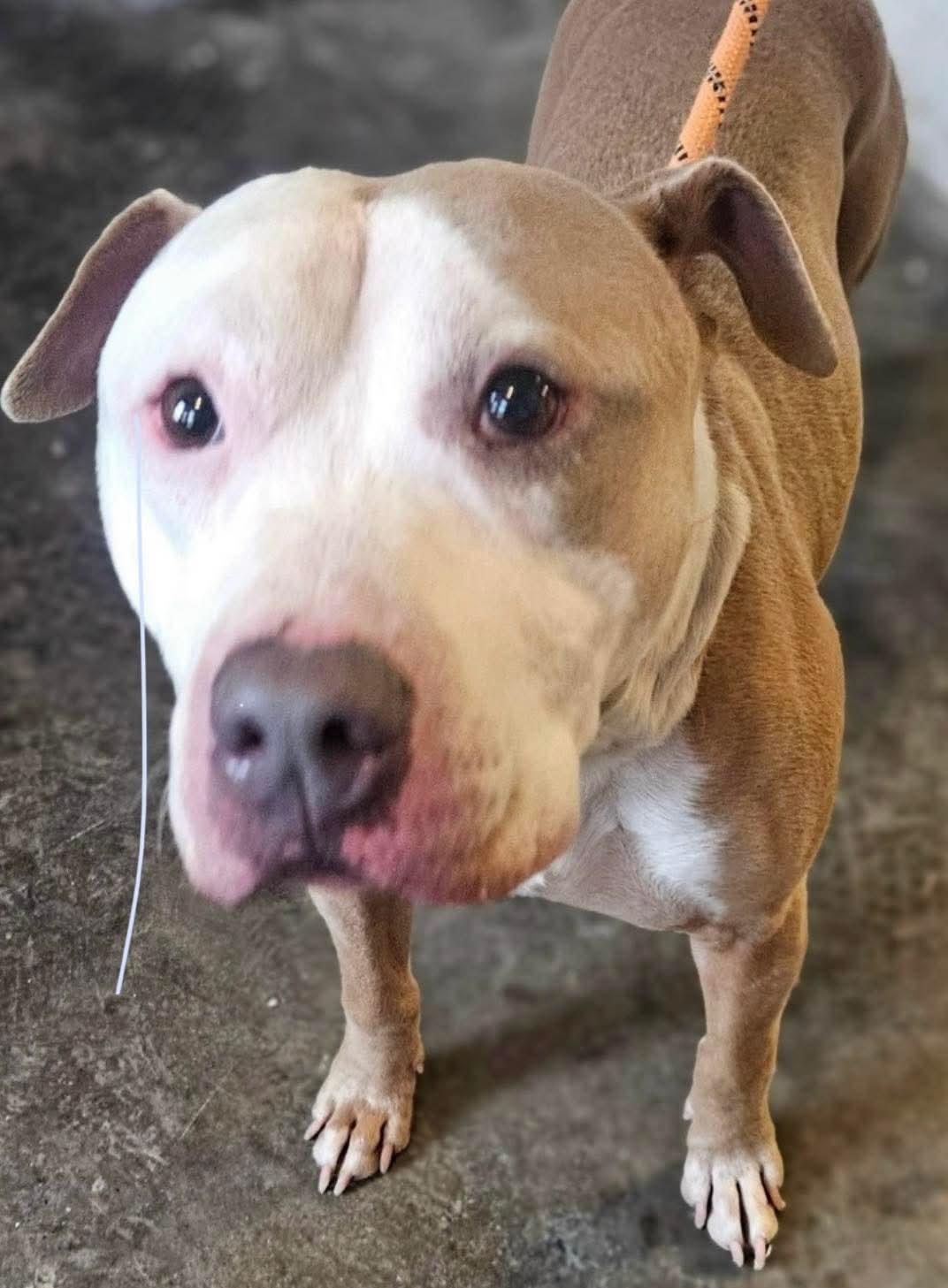 Enlarge Greg/Marley AVAILABLE , a ADOPTABLE American Bully in Canton, OH image 3/3