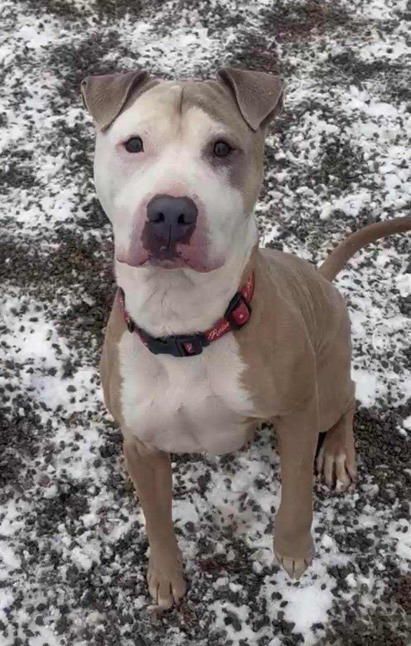 Greg/Marley AVAILABLE , ADOPTABLE, Young Male American Bully.