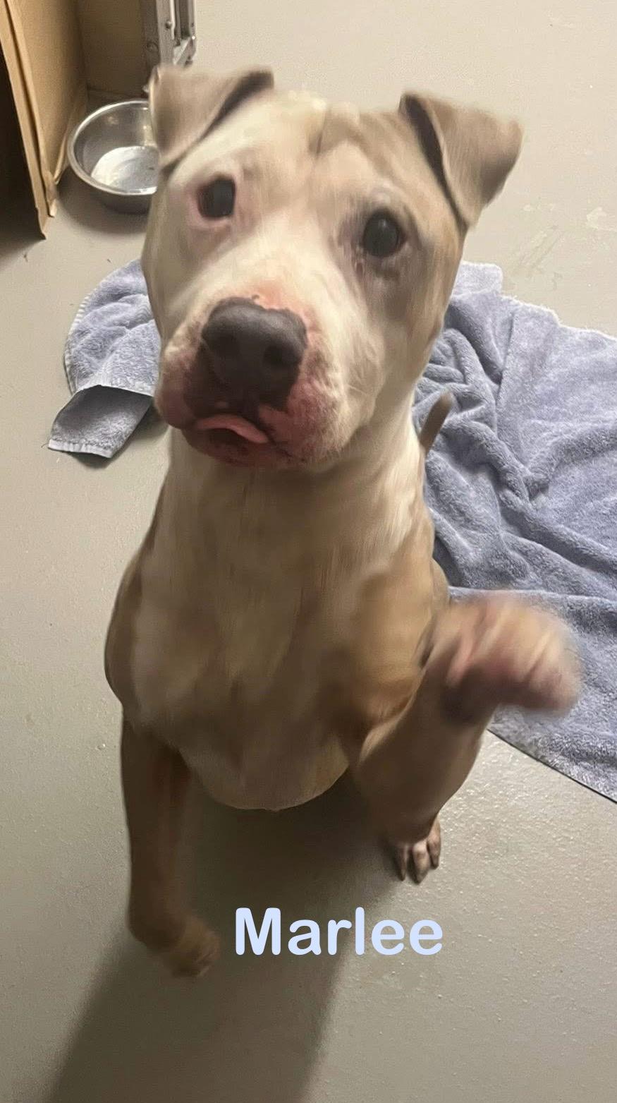 Enlarge Greg/Marley AVAILABLE , a ADOPTABLE American Bully in Canton, OH image 2/3