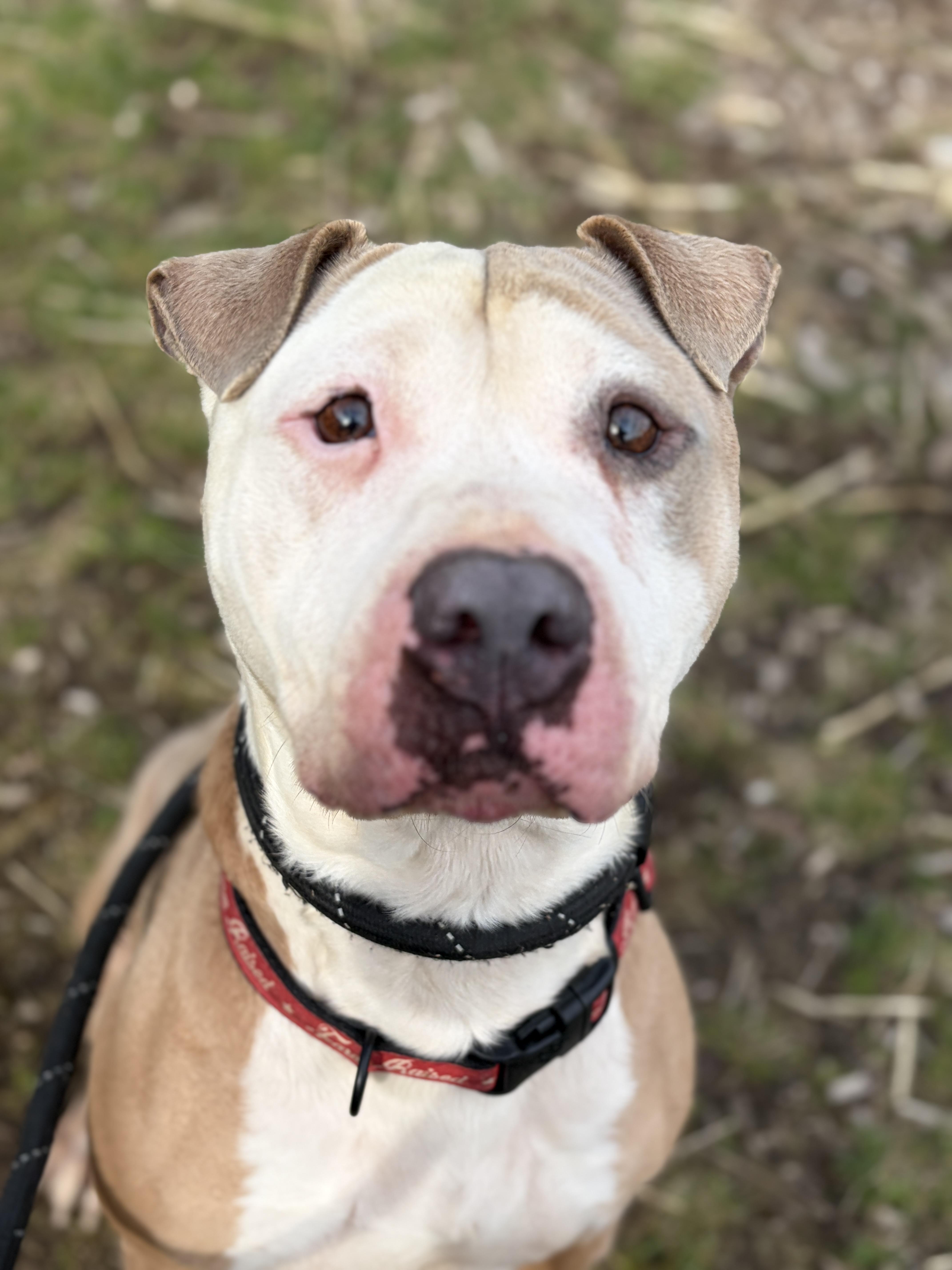 Enlarge Marley AVAILABLE , a ADOPTABLE American Bully in Canton, OH image 2/5