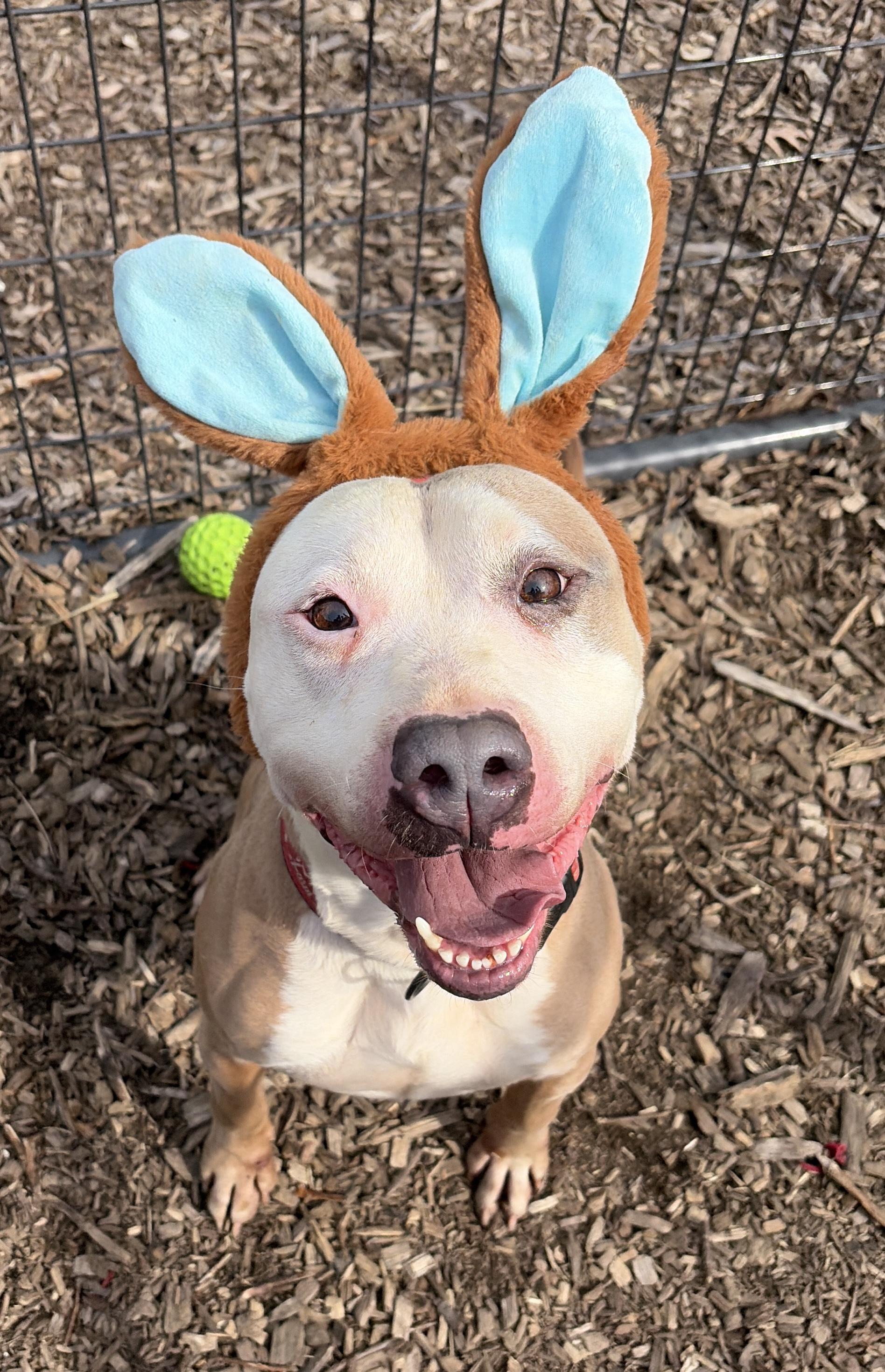 Marley AVAILABLE , ADOPTABLE, Young Male American Bully.
