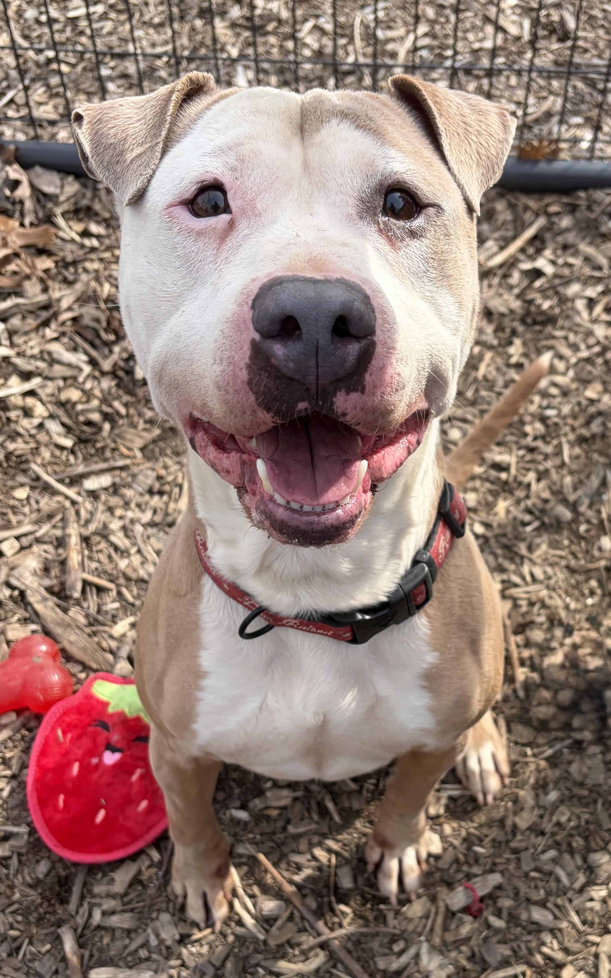 Marley AVAILABLE , ADOPTABLE, Young Male American Bully.