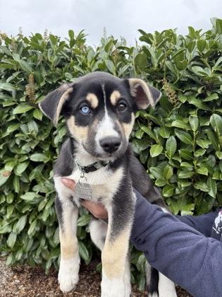 Beatrice, adopted, Puppy Female Husky.