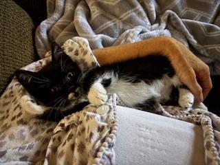 Marshmallow, Adoptable, Kitten Female Domestic Short Hair.