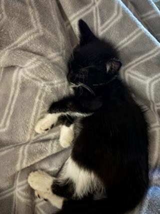 Enlarge Marshmallow, a Adoptable mixed breed in Orlando, FL image 2/3