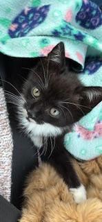 Enlarge Marshmallow, a Adoptable mixed breed in Orlando, FL image 3/3