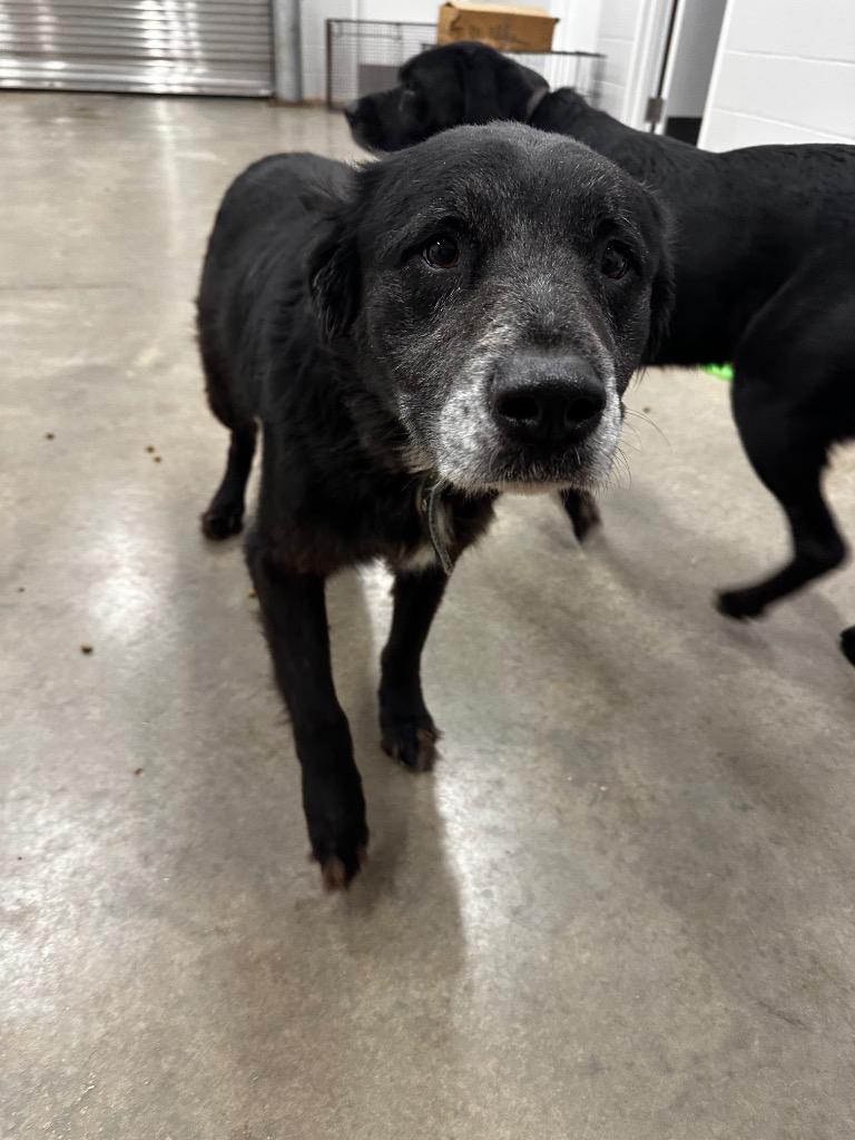 Enlarge Bo, a Adoptable mixed breed in Newcastle, OK image 1/1