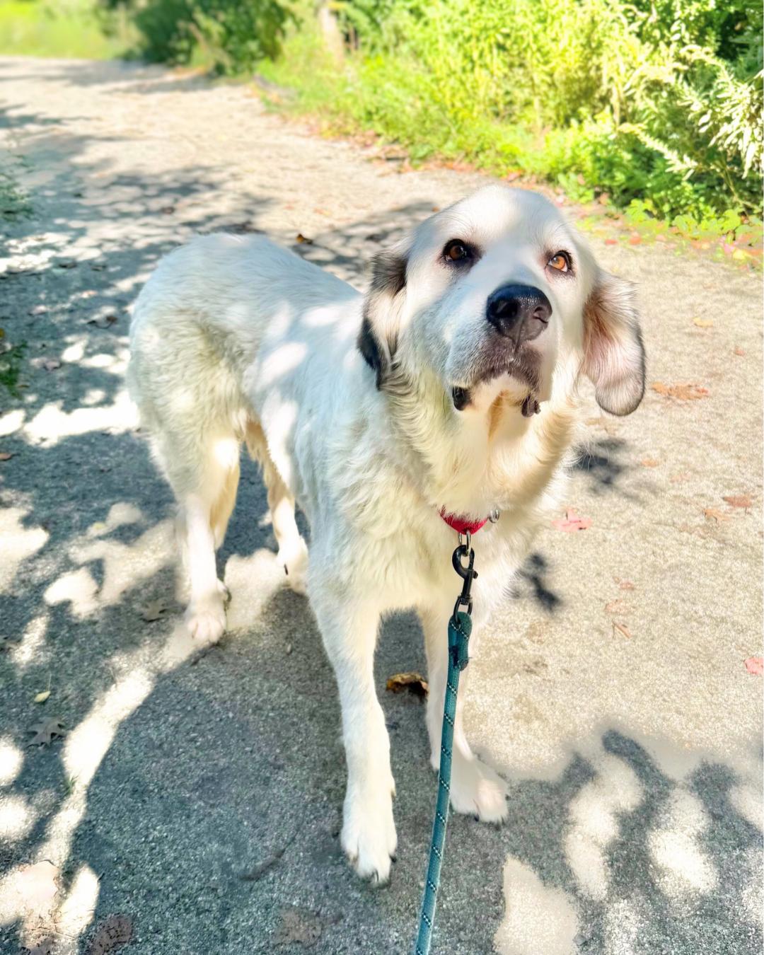 Enlarge Ivory, a Adoptable mixed breed in New York, NY image 2/6