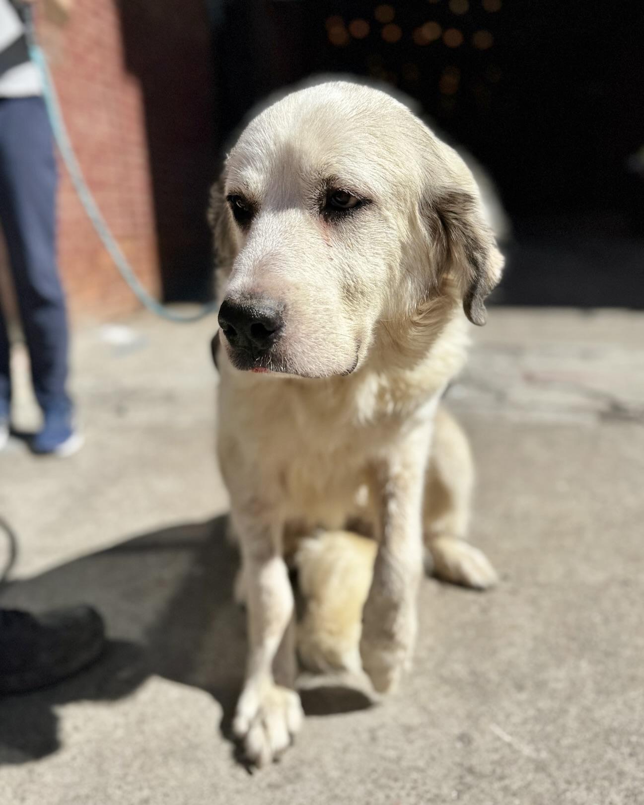 Enlarge Ivory, a Adoptable mixed breed in New York, NY image 3/6