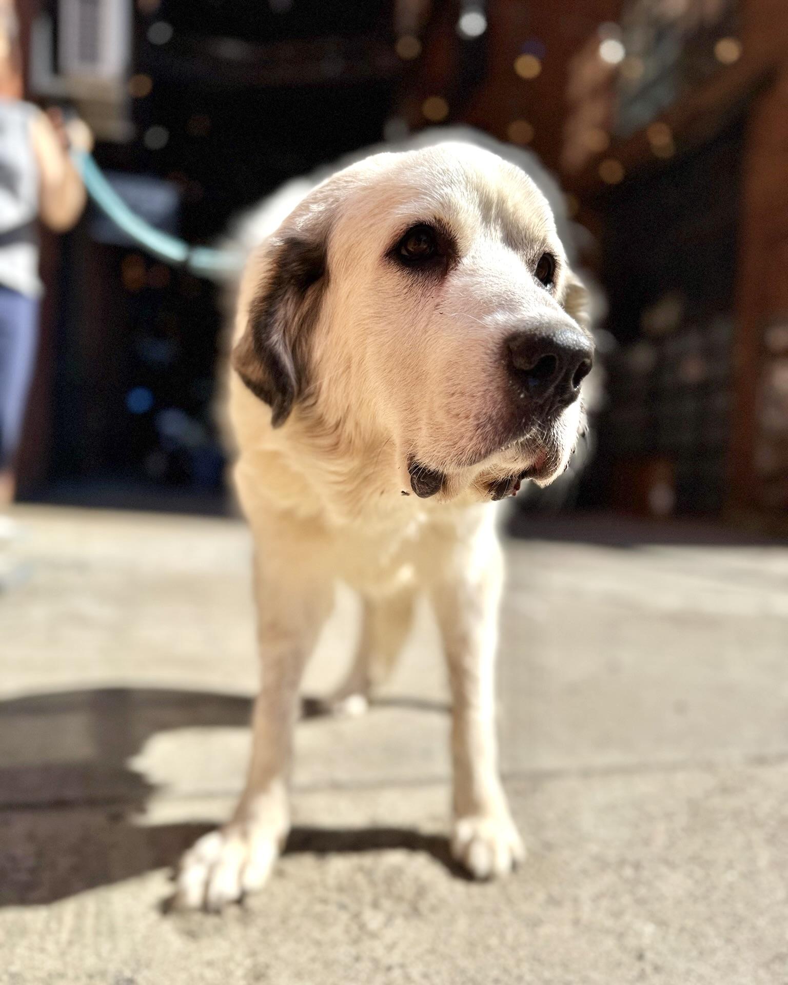 Enlarge Ivory, a Adoptable mixed breed in New York, NY image 4/6