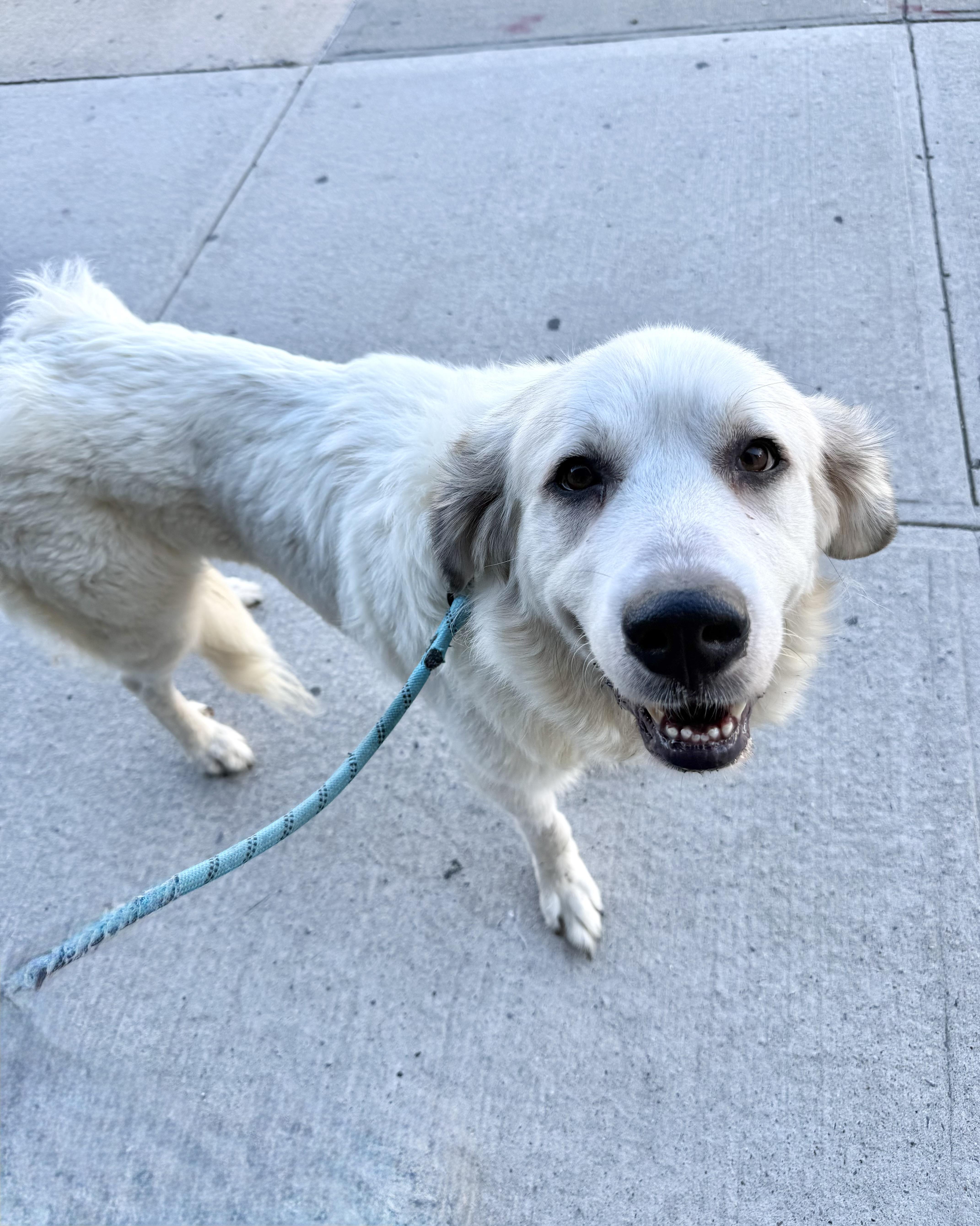 Enlarge Ivory, a Adoptable mixed breed in New York, NY image 5/6