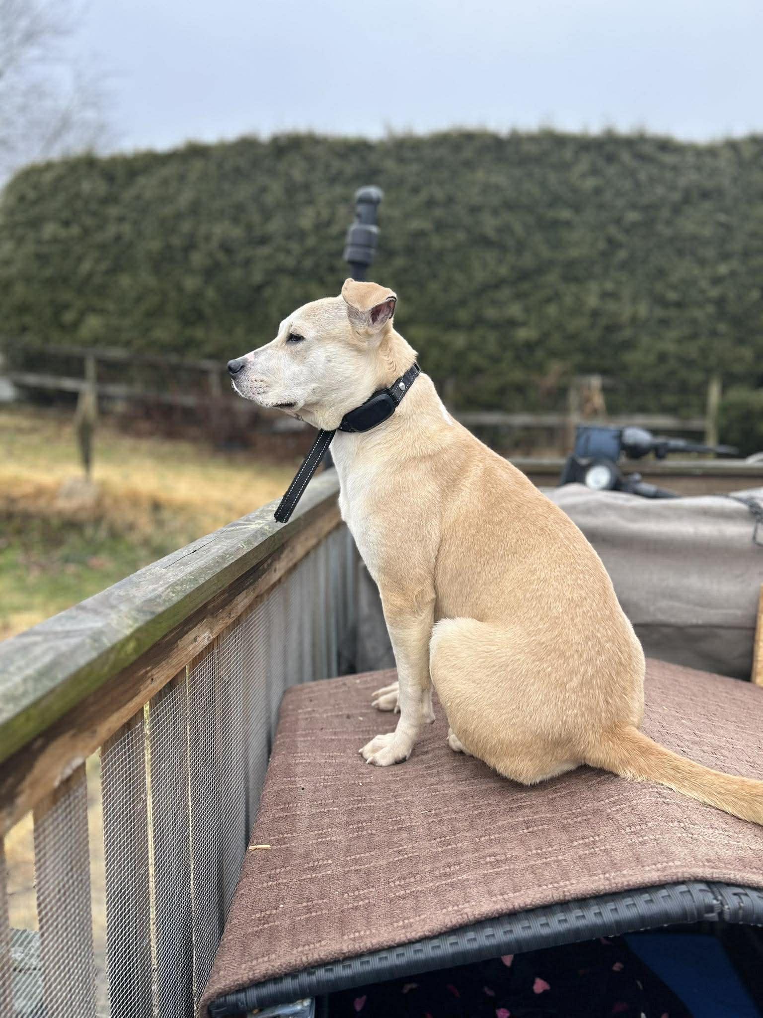 Sophie, Adoptable, Young Female Pit Bull Terrier.