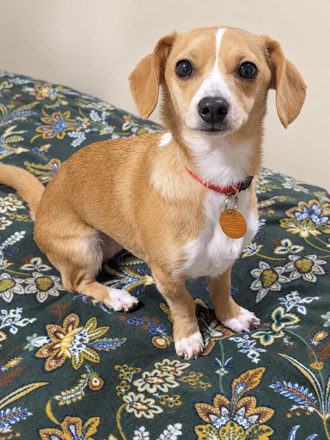 Enlarge Studio, a Adopted Chiweenie in Douglas, GA image 1/1