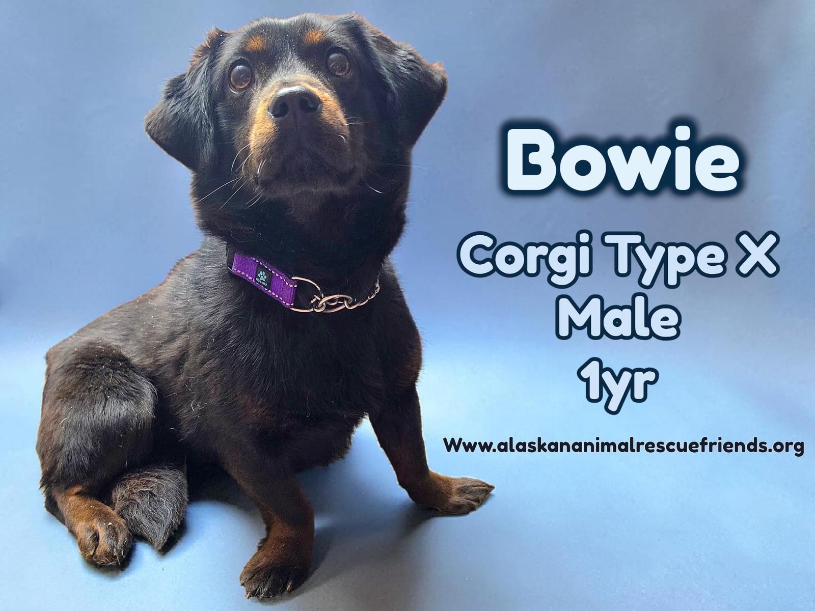 Bowie, Adoptable, Young Male Corgi.