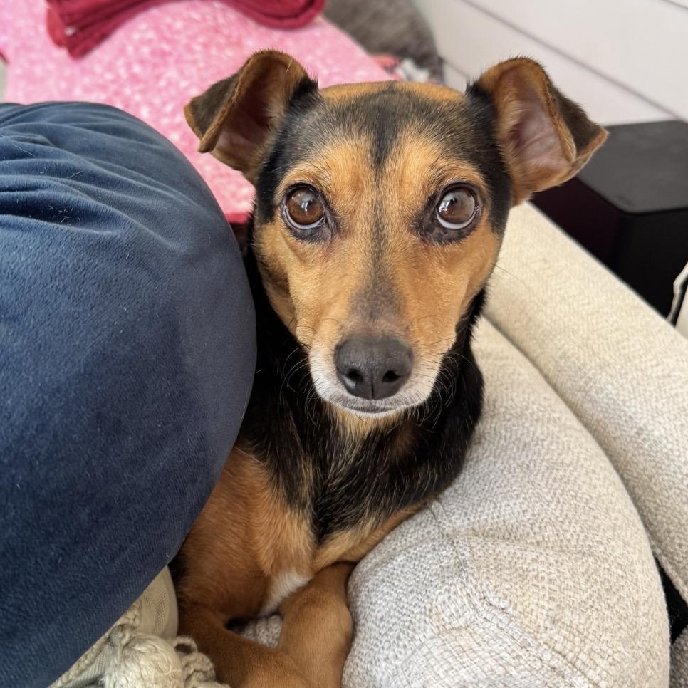 Laverne, adopted, Young Female Miniature Pinscher.