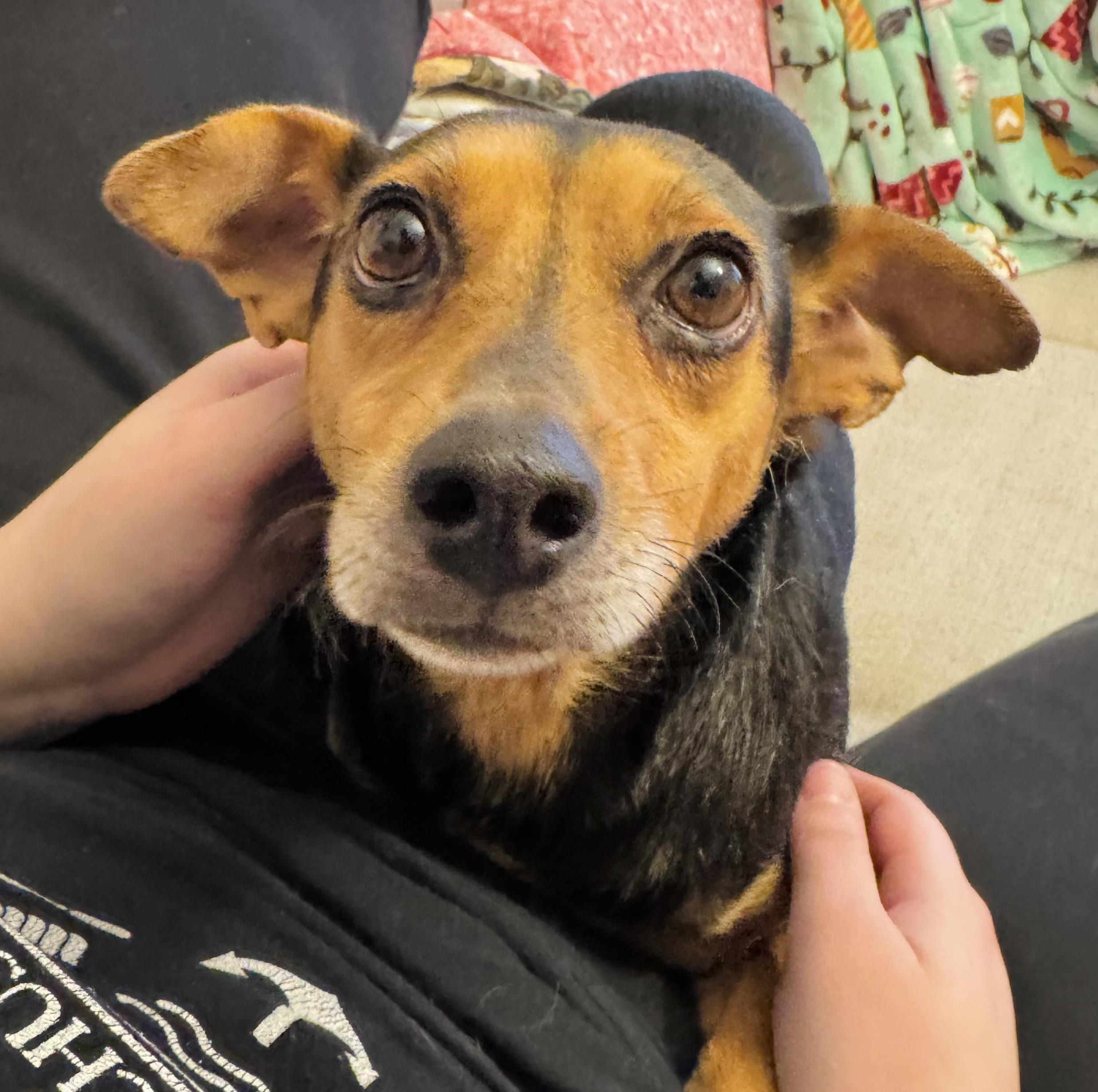 Enlarge Laverne, an adopted mixed breed in Albany, NY image 4/6