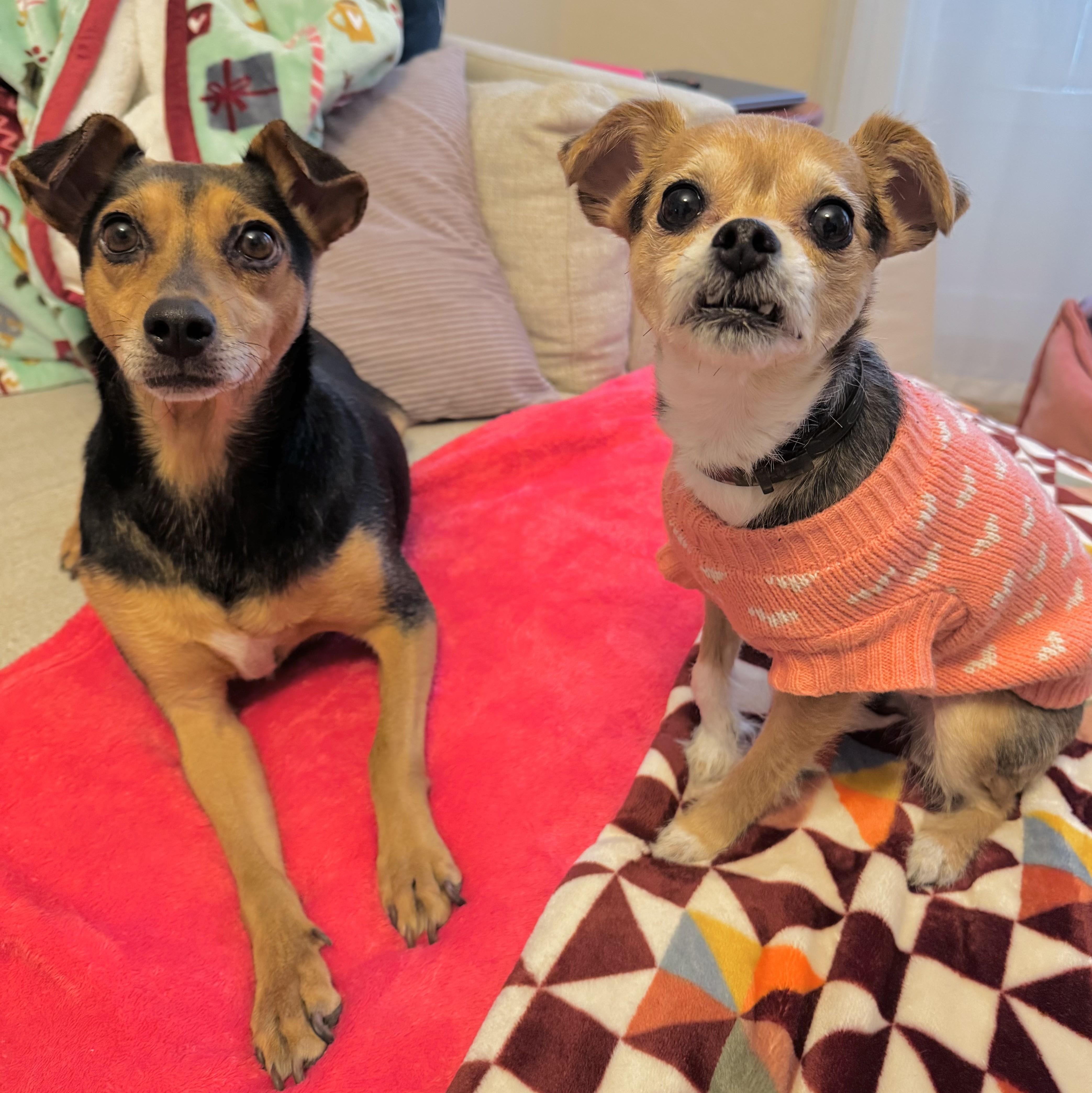 Enlarge Laverne, an adopted mixed breed in Albany, NY image 3/6