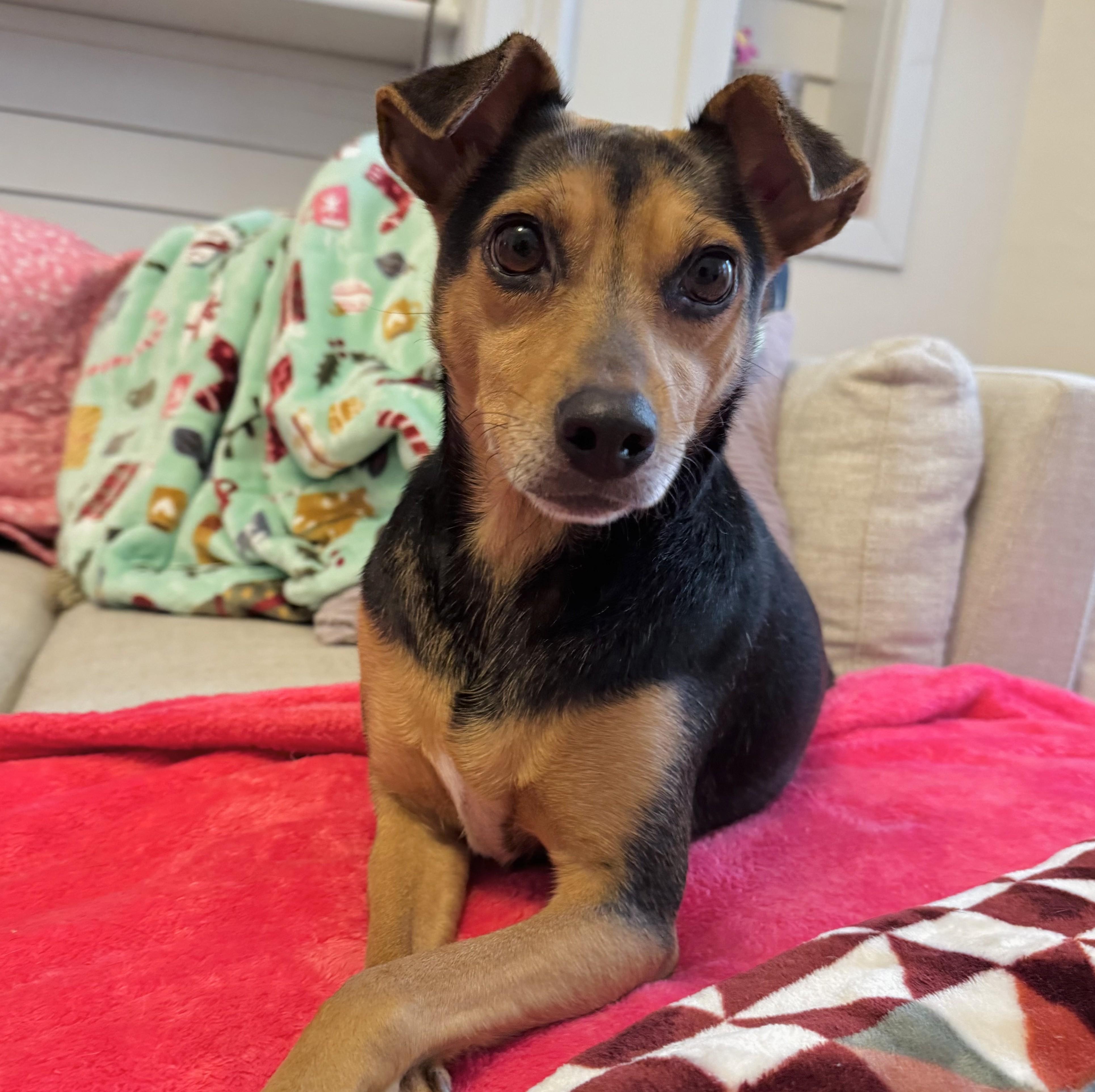 Enlarge Laverne, an adopted mixed breed in Albany, NY image 2/6