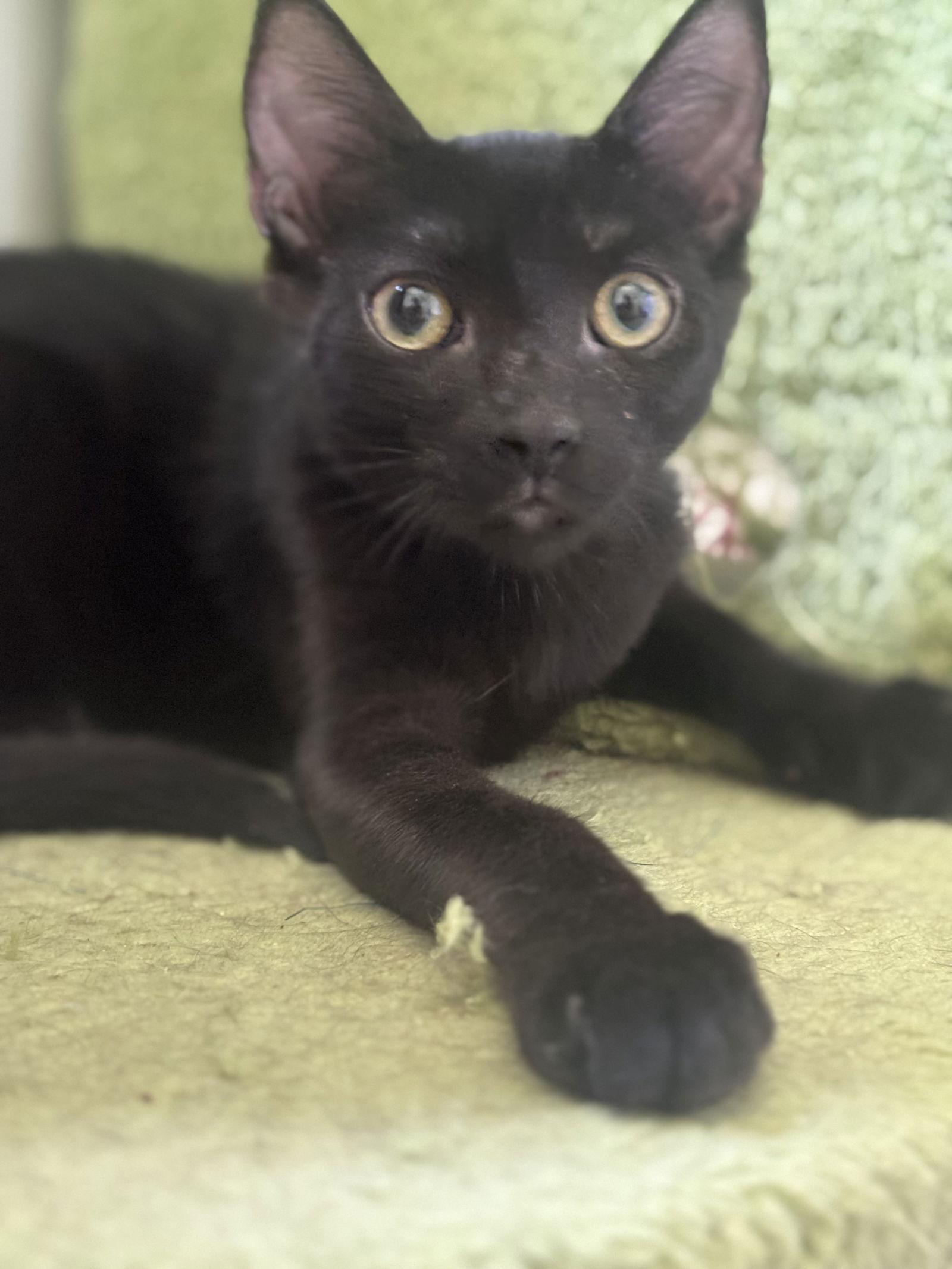 Rally, Adoptable, Kitten Male Domestic Short Hair.