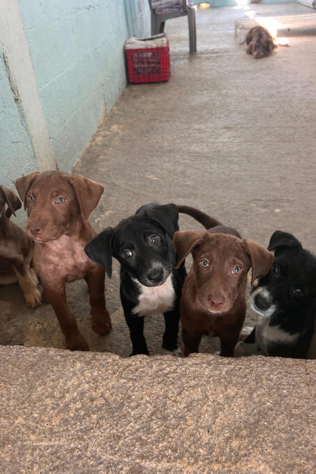 Sigrid, ADOPTABLE, Puppy Female German Wirehaired Pointer & Labrador Retriever.