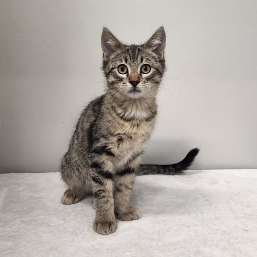 Mike, Adoptable, Kitten Male Tabby.