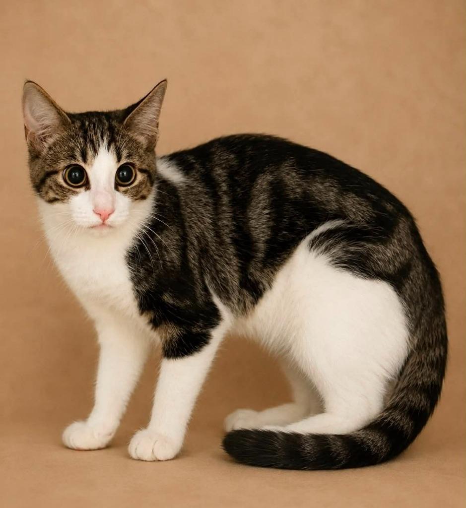 Enlarge Nolan, a Adoptable mixed breed in Columbia, TN image 1/1
