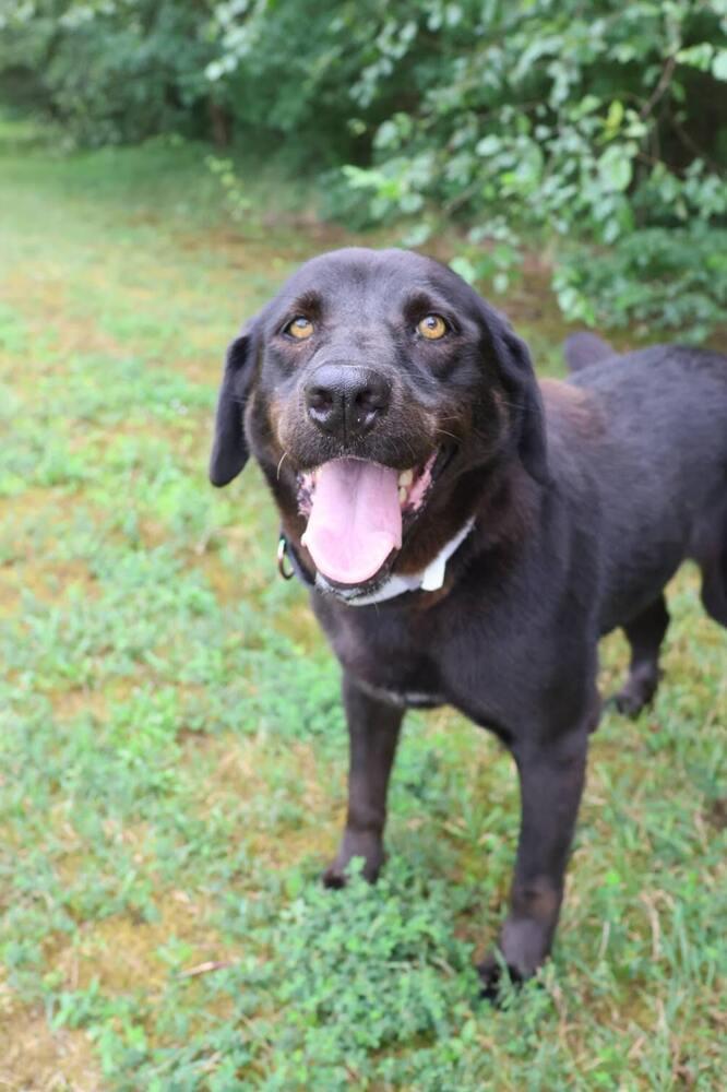 Malibu, Adoptable, Young Female Labrador Retriever.