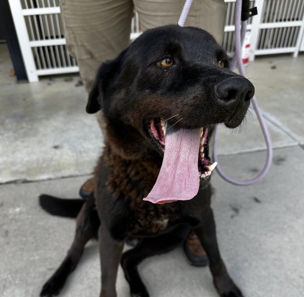 Enlarge Malibu, a Adoptable mixed breed in Washington, DC image 2/6