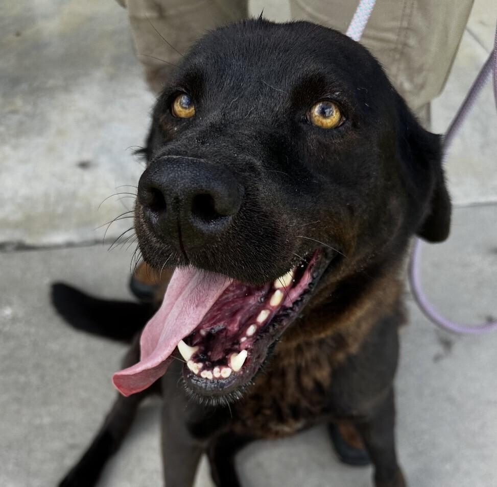 Enlarge Malibu, a Adoptable mixed breed in Washington, DC image 3/6