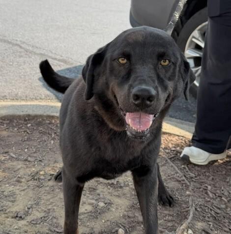 Enlarge Malibu, a Adoptable mixed breed in Washington, DC image 4/6