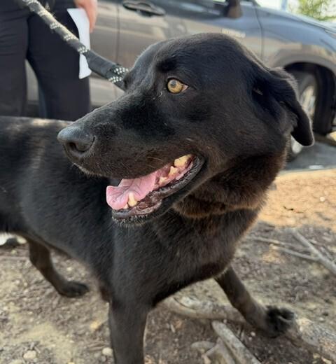 Enlarge Malibu, a Adoptable mixed breed in Washington, DC image 5/6