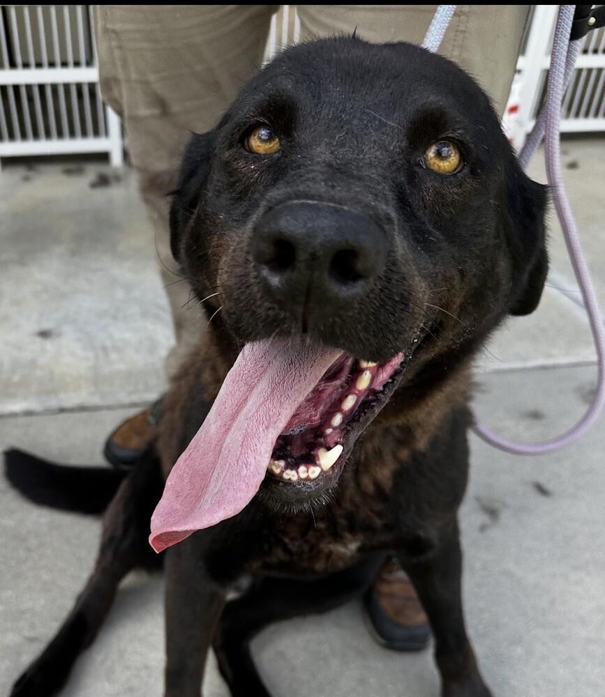 Enlarge Malibu, a Adoptable mixed breed in Washington, DC image 6/6