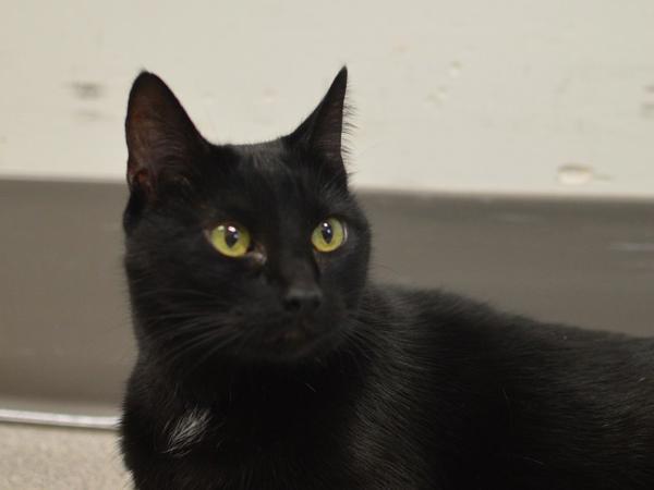 Enlarge Rosie, a Adoptable mixed breed in Portland, OR image 1/1