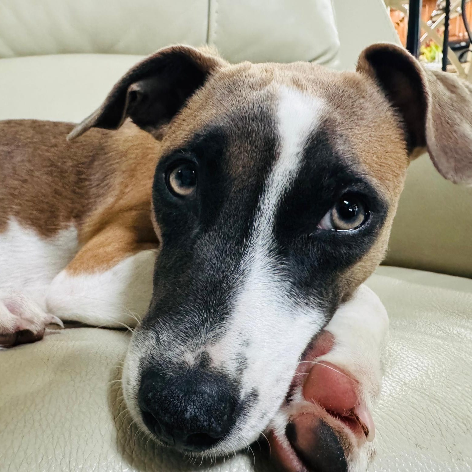 Enlarge Lola, a Adoptable mixed breed in Baltimore, MD image 5/6