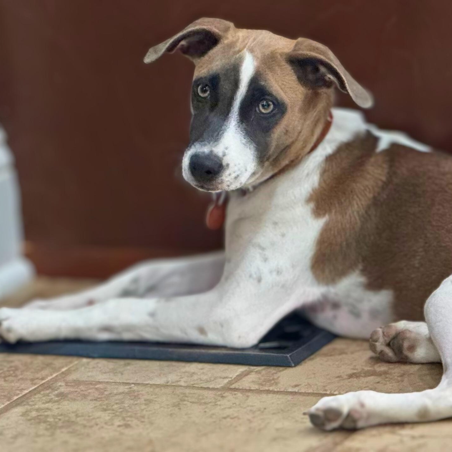 Enlarge Lola, a Adoptable mixed breed in Baltimore, MD image 2/6